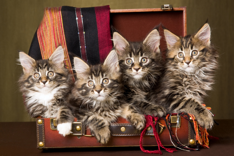 House moving home relocation